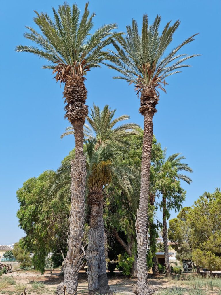 Kition: An Ancient Greek and Phoenician City-Kingdom in Cyprus 3 Kition