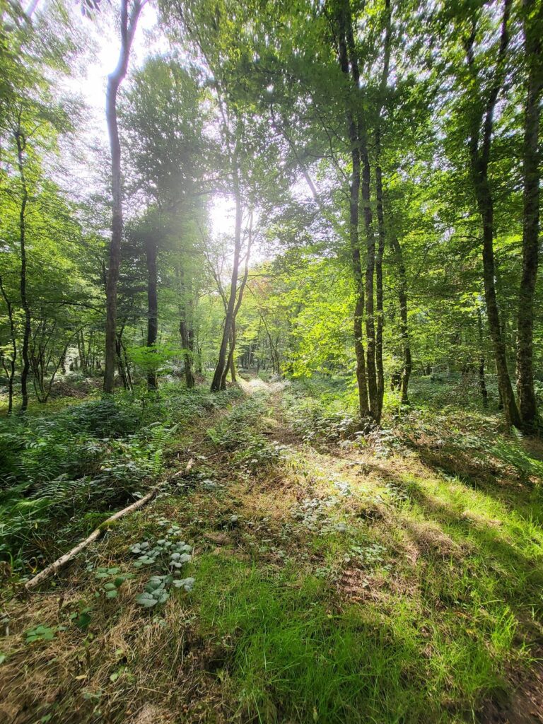 Compierre Archaeological Site: A Gallo-Roman Vicus in Central France 8 Archaeological Site of Compierre