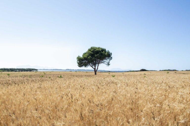 Motya: An Ancient Phoenician City in Sicily