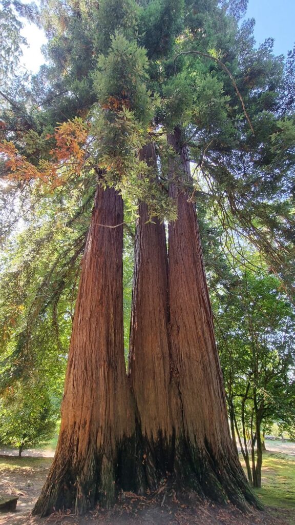 Castle of Soutomaior: A Historic Fortress in Pontevedra, Spain 10 Castle of Soutomaior