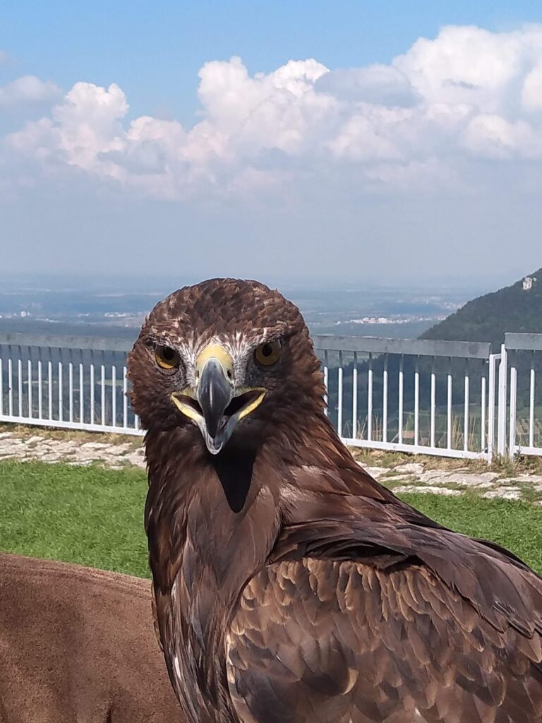 Hohenneuffen Castle: A Historic Fortress in the Swabian Alb, Germany 10 Hohenneuffen Castle