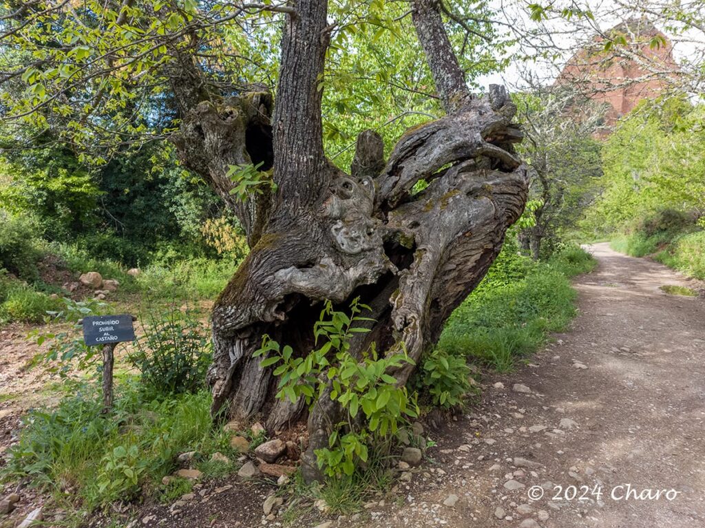 Las Médulas: Roman Gold Mining Site in Northern Spain 9 Las Médulas