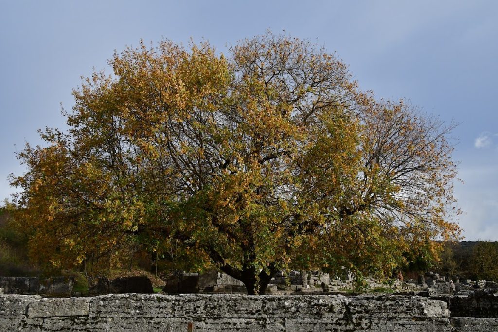 Archaeological Site of Dodoni: An Ancient Greek Oracle and Sanctuary 5 Archaeological Site of Dodoni