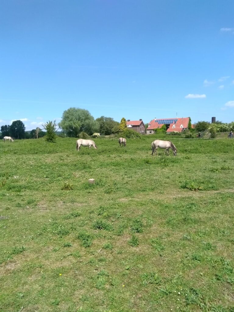 Roman Fort Arnhem: A Roman Auxiliary Fort in the Netherlands 5 Roman Fort Arnhem