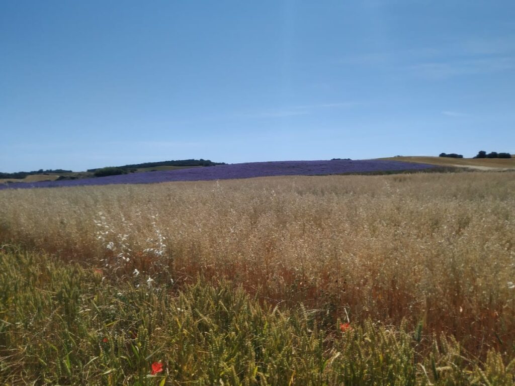 Roman Aqueduct of Andelos: An Ancient Hydraulic System in Navarra, Spain 9 Roman Aqueduct of Andelos