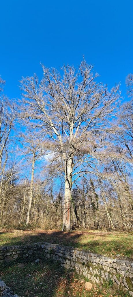Gallo-Roman temple in the Halatte forest