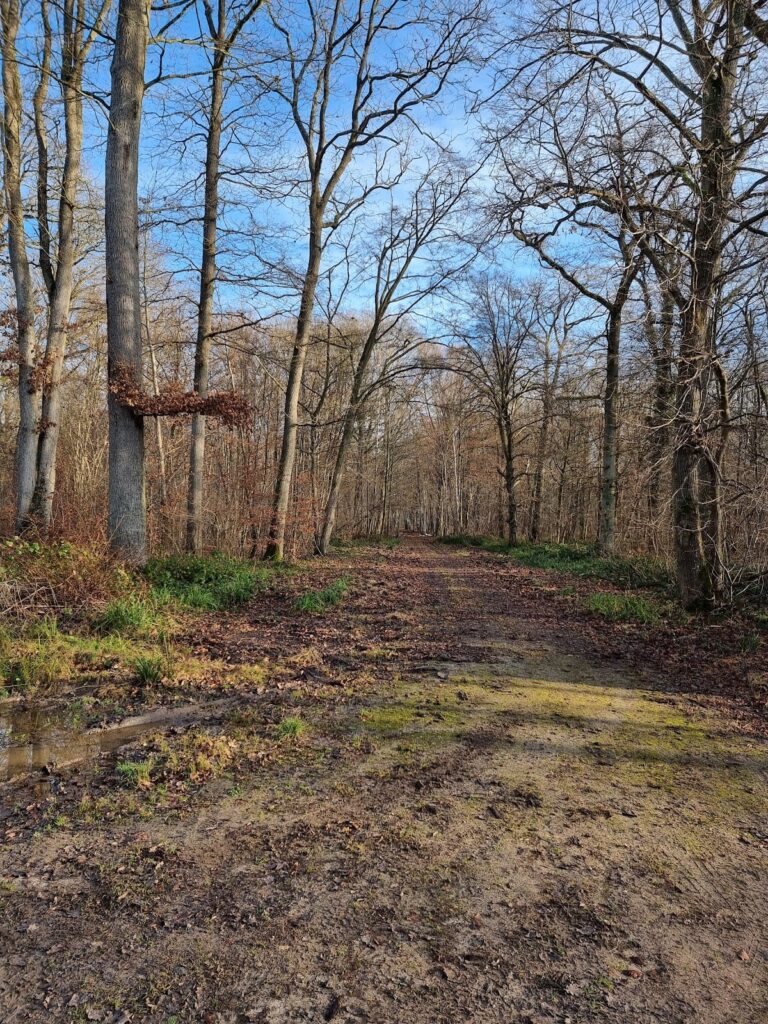 Gallo-Roman temple in the Halatte forest