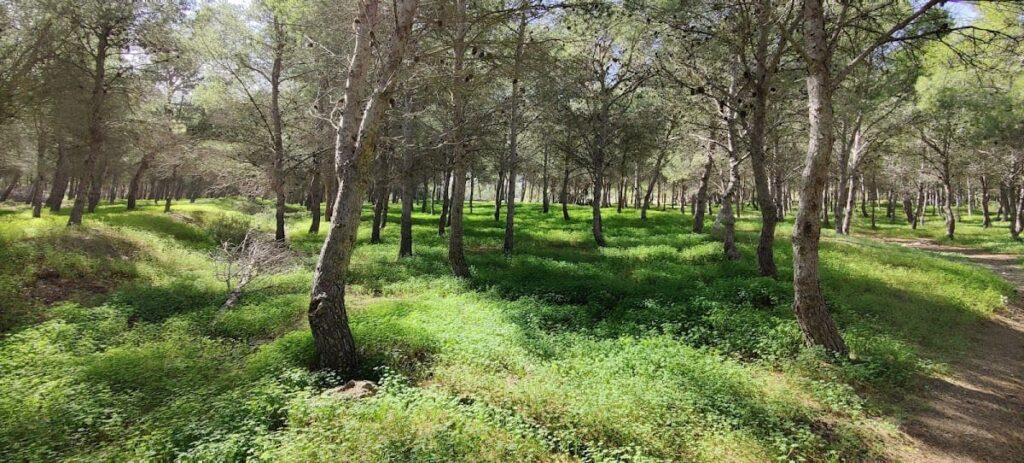 Roman Villa of Paturro: A Roman Estate in Southeastern Spain 9 Roman Villa of Paturro