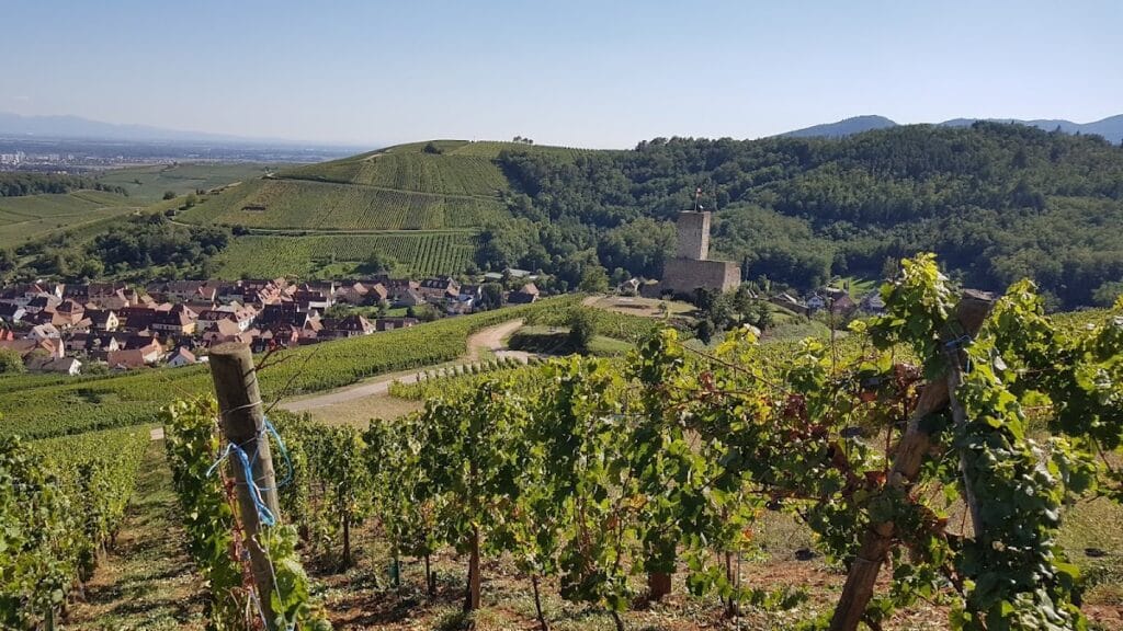 Château du Wineck: A Medieval Castle in Katzenthal, France 8 Château du Wineck