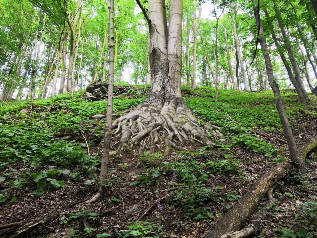 Pyšolec Castle: A Medieval Fortress Ruin in the Czech Republic 10 Pyšolec