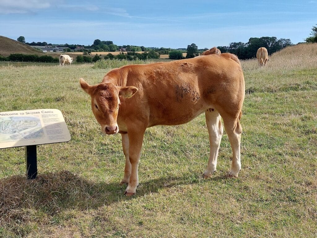 Skipsea Castle