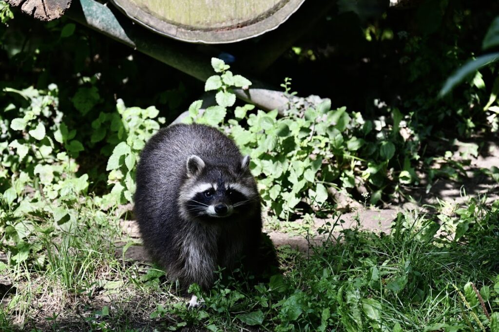 Castle Born: A Historic Castle in Born, Netherlands 10 Castle Born