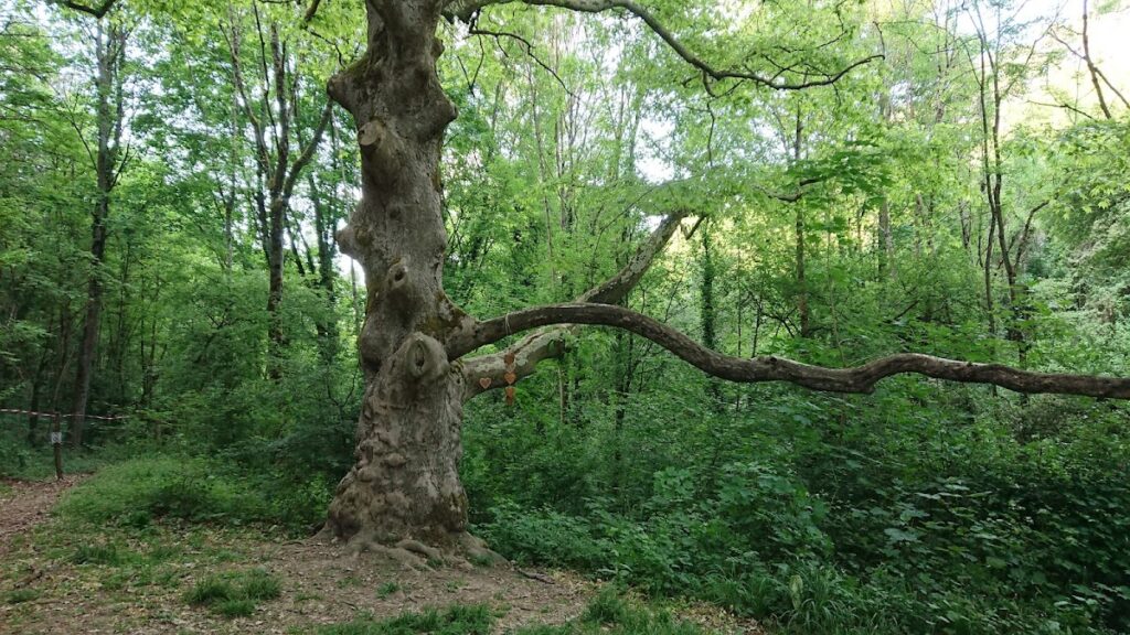 Château de la Trolanderie: A Historic Castle in Curis-au-Mont-d'Or, France 9 Château de la Trolanderie