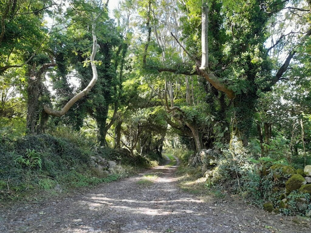 Gleninagh Castle: A Historic Tower House in County Clare, Ireland 8 Gleninagh Castle