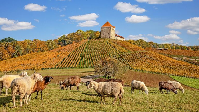 Burg Wildeck, Abstatt: A Medieval Spur Castle and Wine Estate