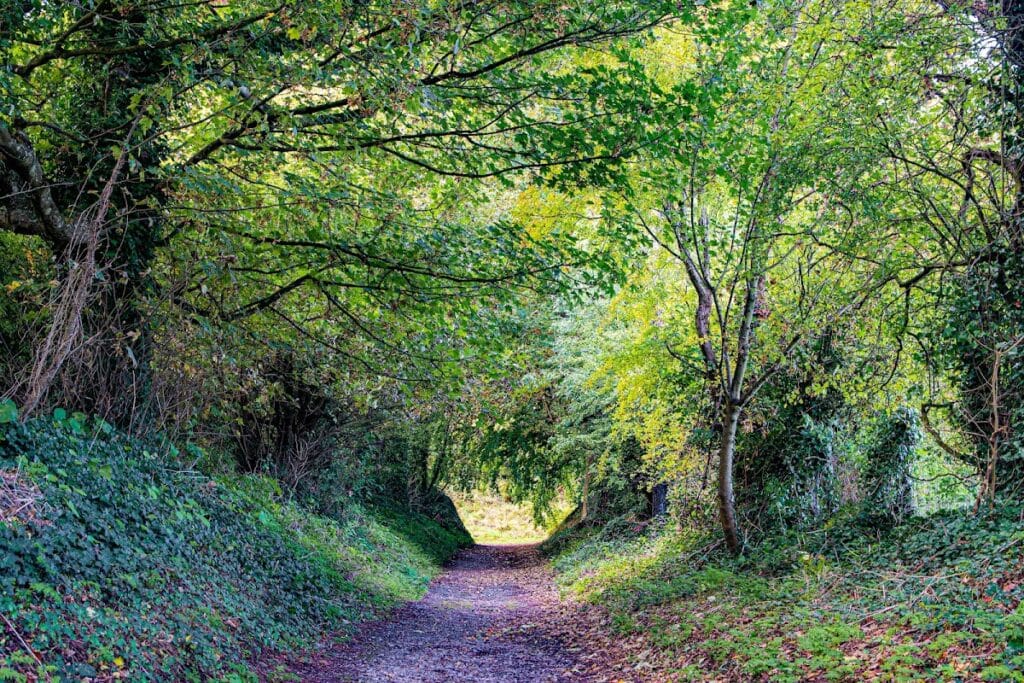 Dún Dealgan Motte