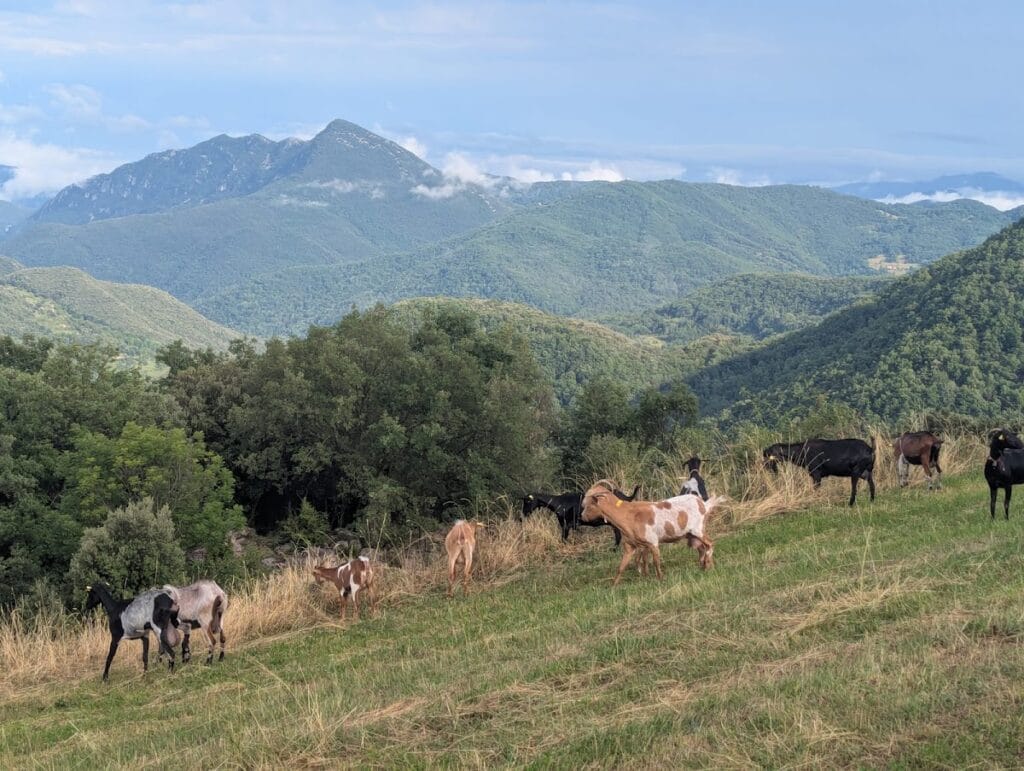 Castell de Rocabruna