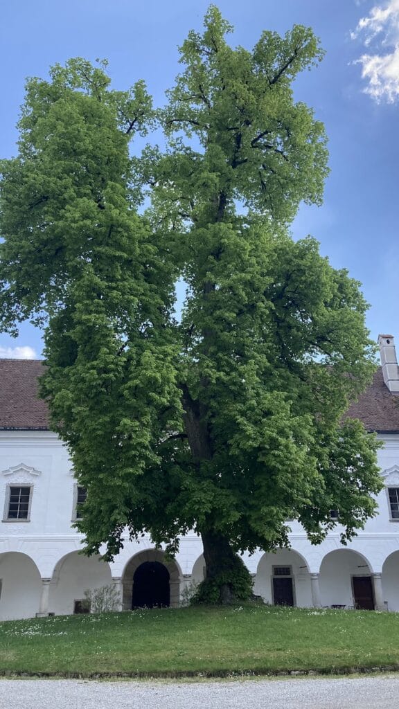 Schloss Tillysburg: A Renaissance-Baroque Castle in Austria 4 Schloss Tillysburg