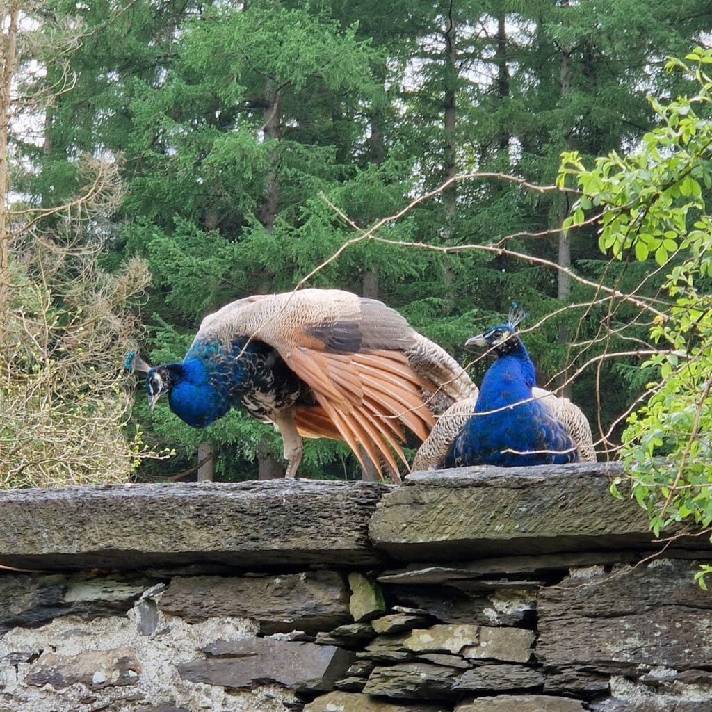 Gwydir Castle: A Tudor Courtyard House in Wales 5 Gwydir Castle