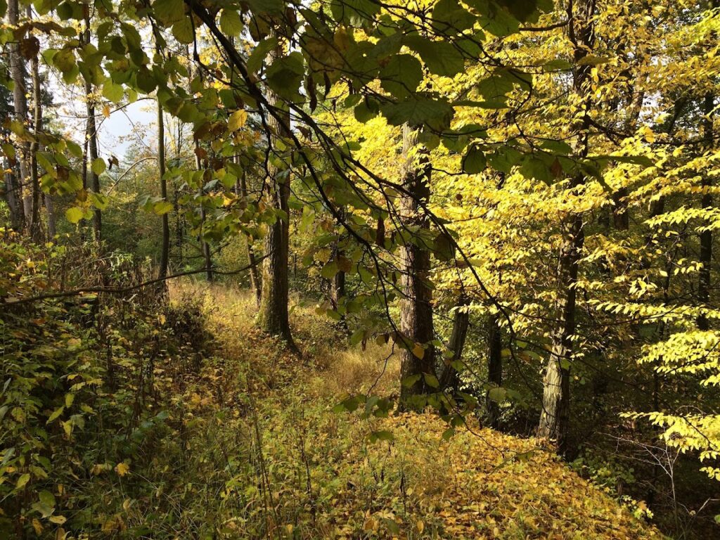 Castle in Dzięgielów