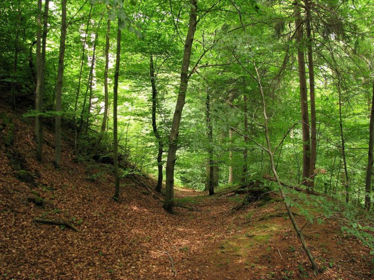 Burgstall Schlossberg: A High-Medieval Castle Site in Germany