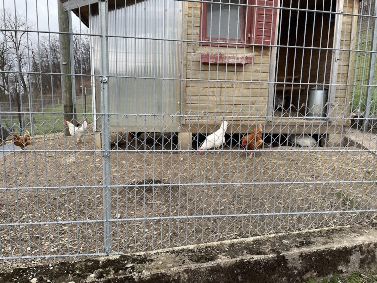 Bärenfels Castle Ruins: A Medieval Fortress in Duggingen, Switzerland