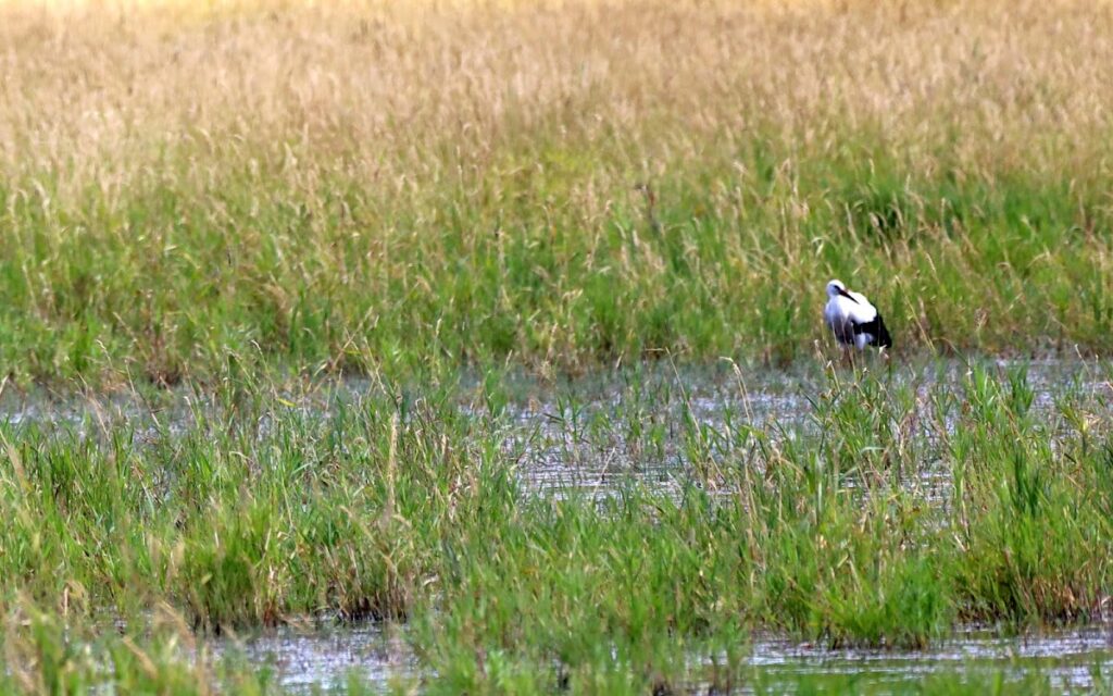 Château de Bouligneux