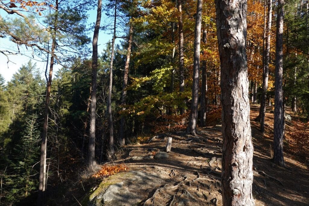 Sokolčí Castle: A Medieval Bohemian Noble Residence in the Czech Republic 10 Sokolčí