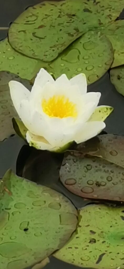 abbey governor's office with castle tower and moat