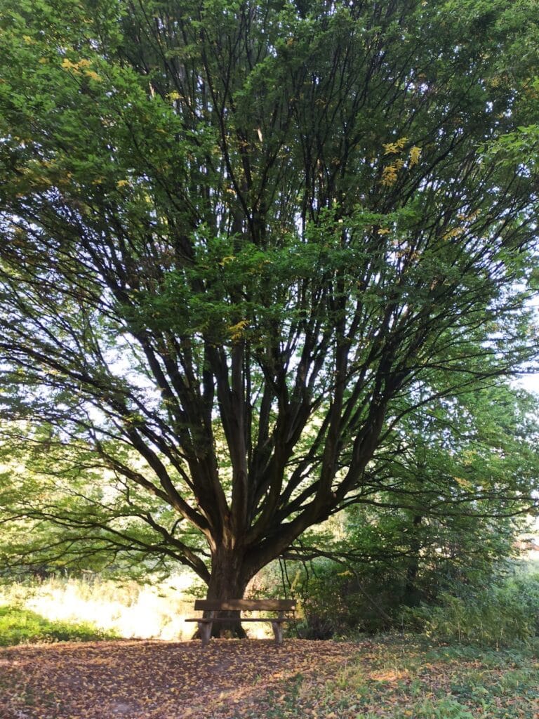 Burg Lipperode: A Medieval Water Castle and Early Modern Fortress in Germany 5 Burg Lipperode