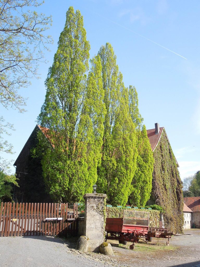 Burg Züschen