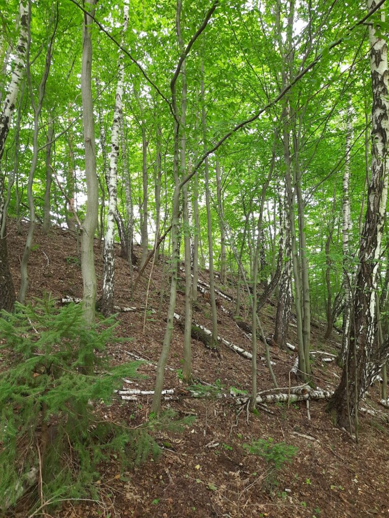 Zamek w Zabrzeży: A Medieval Castle in Poland