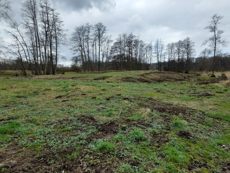 Burg Stegen: A Medieval Fortress in Bargfeld-Stegen, Germany