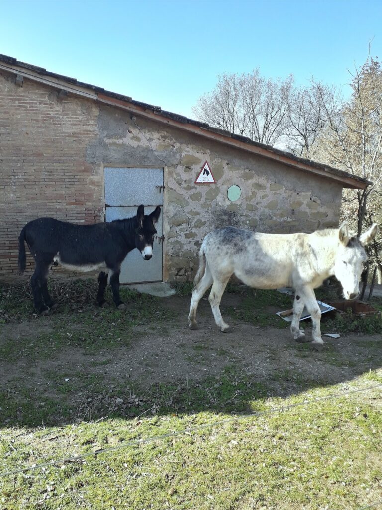Domus de Sala-d'Heures: A Medieval Fortified Residence in Santa Eugènia de Berga, Spain 4 Domus de Sala-d'Heures
