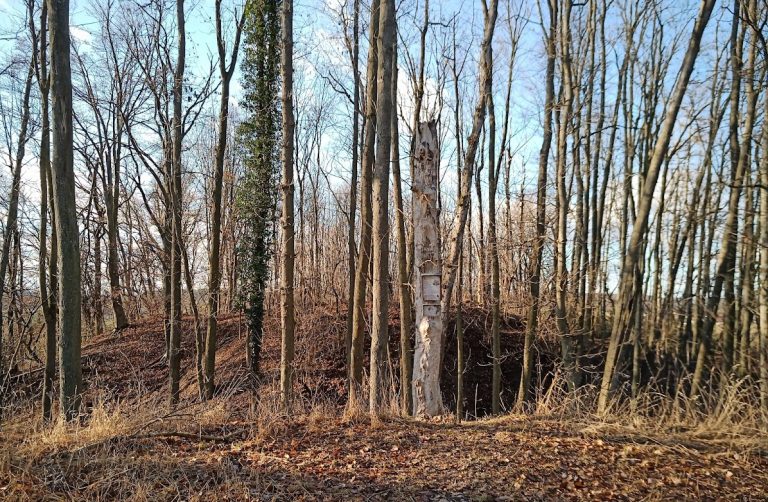Rotemberk: The Remains of a Medieval Castle in Czechia