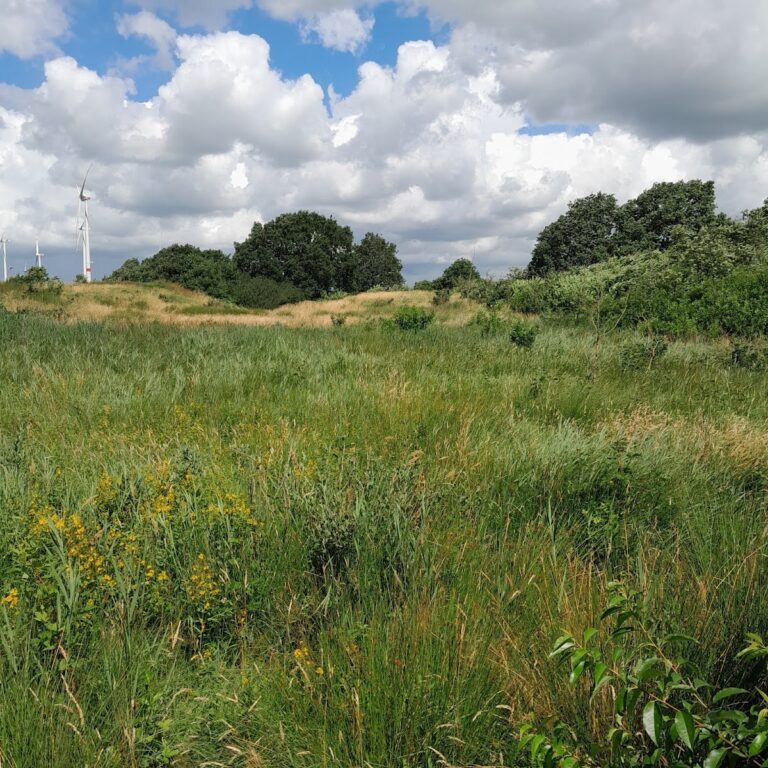 Stellerburg: An Early Medieval Saxon Ring-Fortification in Germany