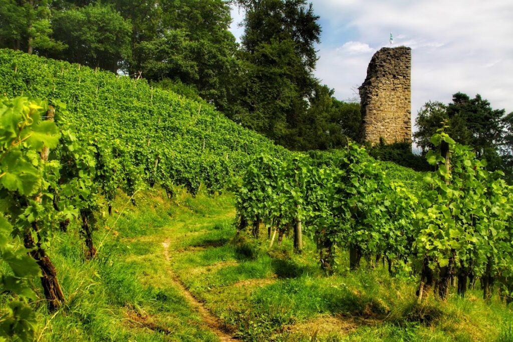 Grimmenstein Castle Ruin: A Medieval Hilltop Castle in Switzerland 3 Grimmenstein Castle Ruin