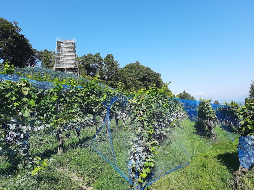 Grimmenstein Castle Ruin: A Medieval Hilltop Castle in Switzerland 4 Grimmenstein Castle Ruin