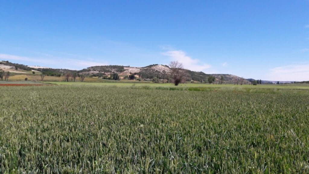 Castle of Canillas de Esgueva: A Frontier and Seigneurial Fortress in Spain 4 Castle of Canillas de Esgueva