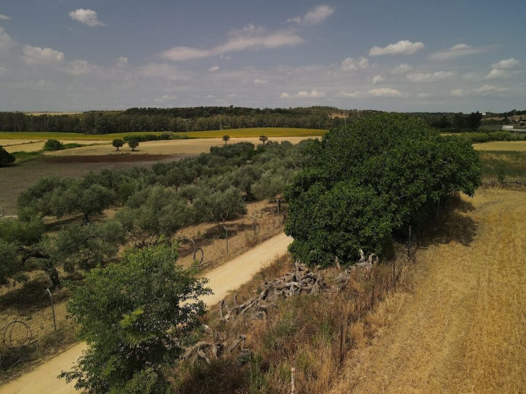 Marchenilla Castle: A Medieval Fortress in Spain 5 Castillo de Marchenilla