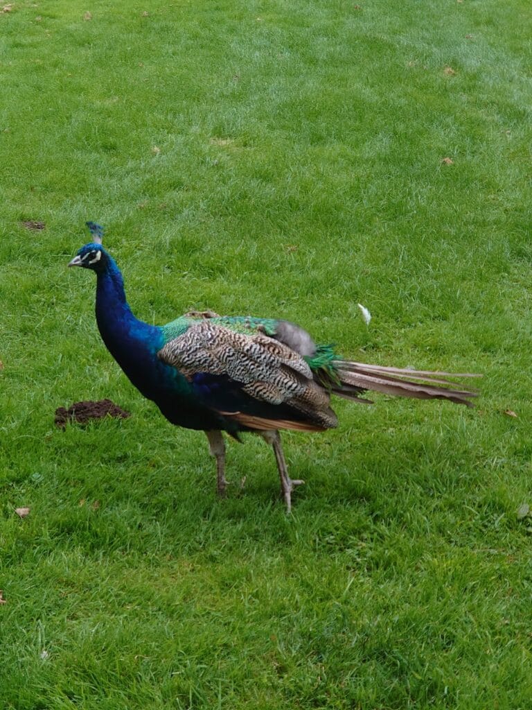 Tullibole Castle: A Historic Scottish Laird's House Near Crook of Devon 9 Tullibole Castle