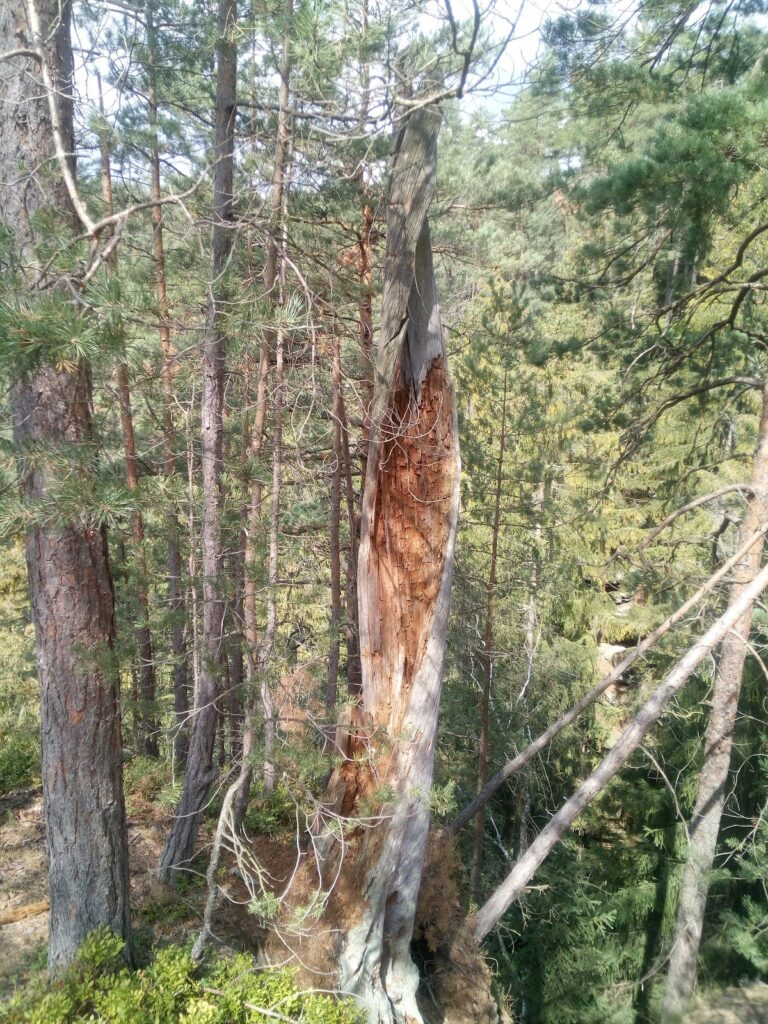 Hrad u Brtníků: A Medieval Rock Castle Ruin in the Czech Republic