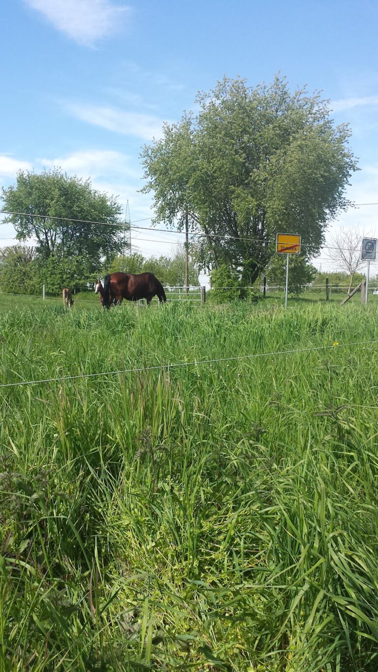 Burg Stammeln: A Historic Moated Manor in Elsdorf, Germany