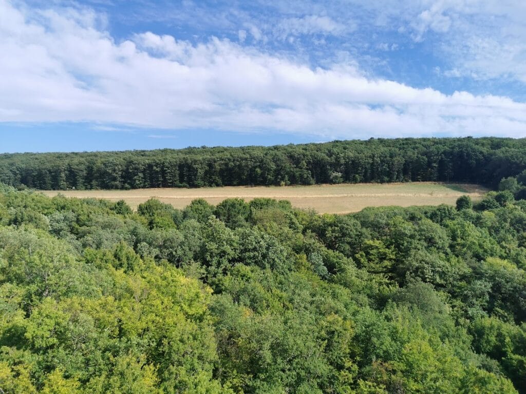 Burg Montfort: A Medieval Castle in Hallgarten, Germany 9 Burg Montfort
