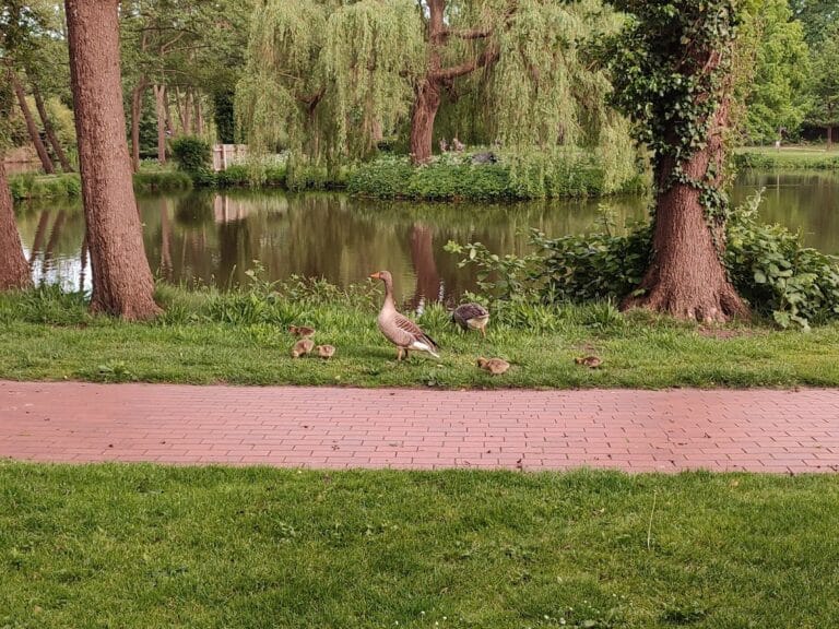 Burg Wildeshausen: A Medieval Castle in Germany