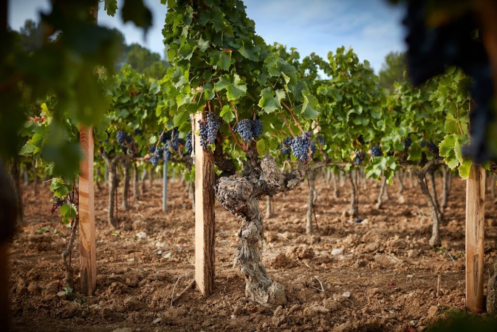 Château Miraval: A Provençal Château-Bastide and Wine Estate 3 Château Miraval