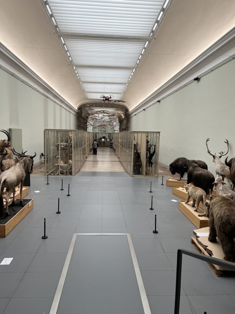 Palais de Rumine: Lausanne’s Public University and Museum Building 4 Palais de Rumine