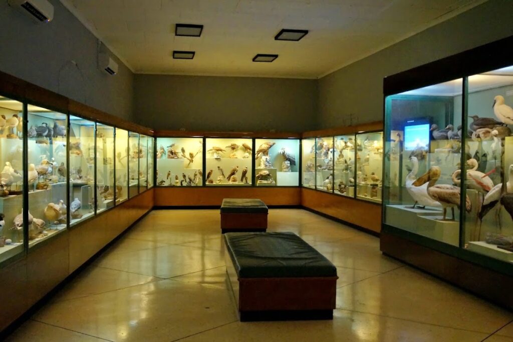 National Museum of Natural History: Malta’s Natural-History Collections in Mdina 2 National Museum of Natural History