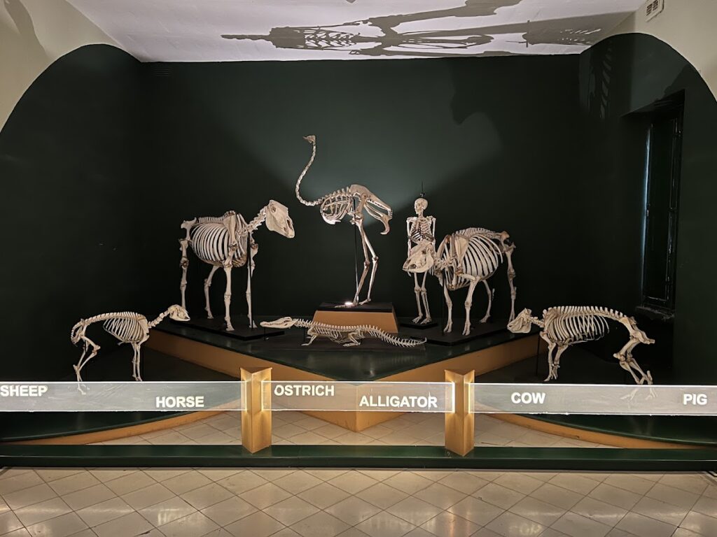 National Museum of Natural History: Malta’s Natural-History Collections in Mdina 3 National Museum of Natural History