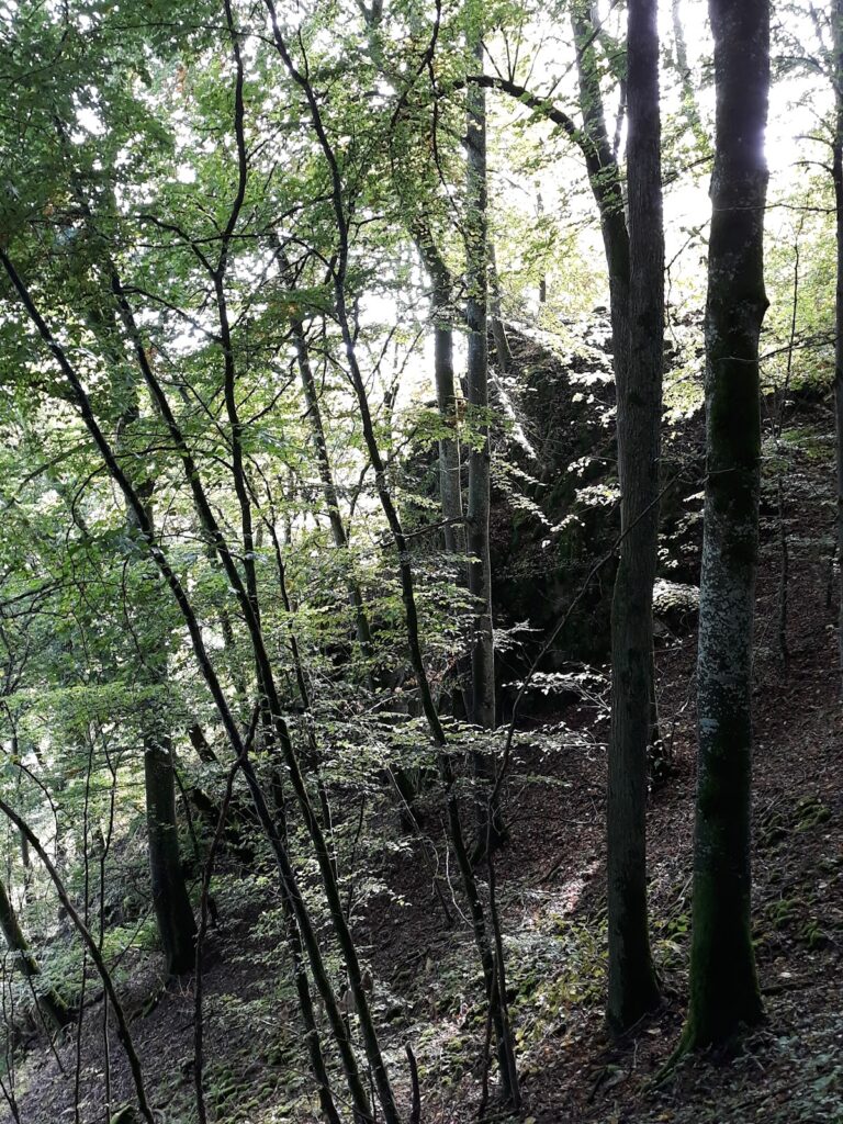 Ruine Muschenwang: A Medieval Hilltop Castle and Its Successor Farm